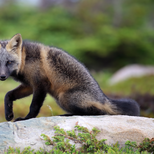 Cross Fox
