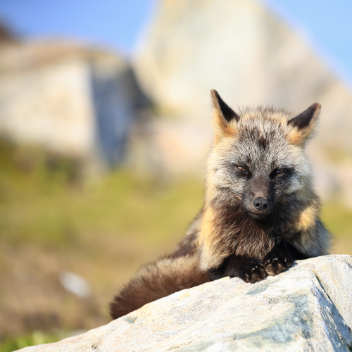 Cross Fox