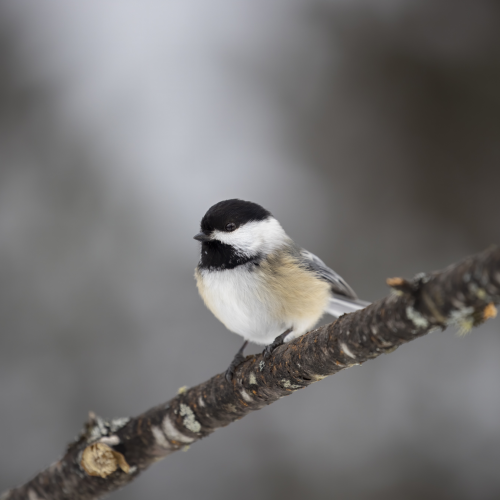 Black Cap