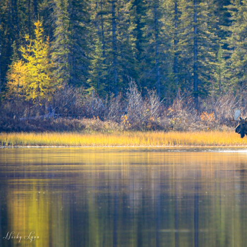 Mr. Moose