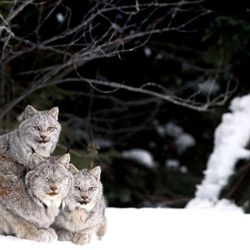 Canada Lynx