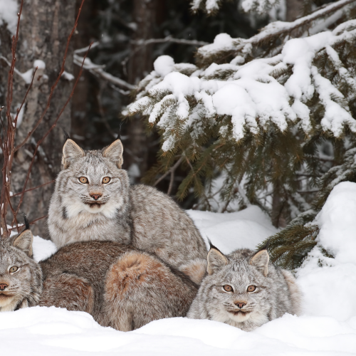 Canada Lynx