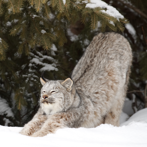 Canada Lynx