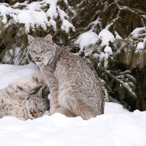 Canada Lynx
