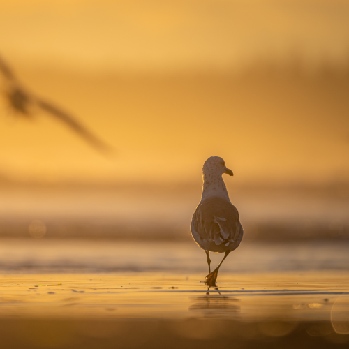 Seagulls and Sunsets