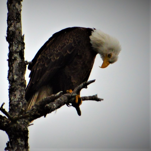 Doing what the Raptors do best...hunting
