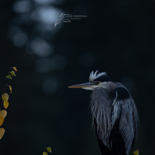 Heron In the Grey Morning
