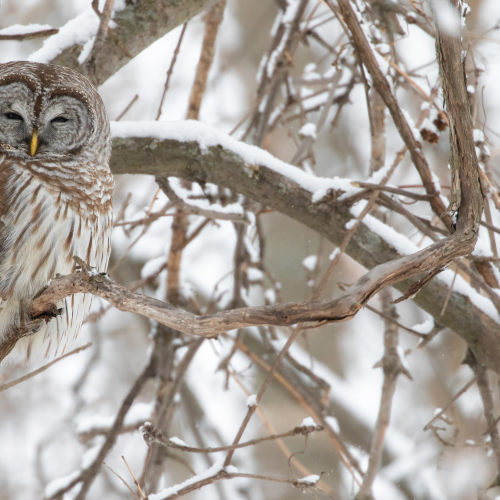 Barred Owl
