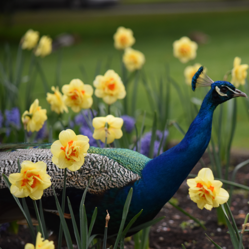 Pretty Peacock