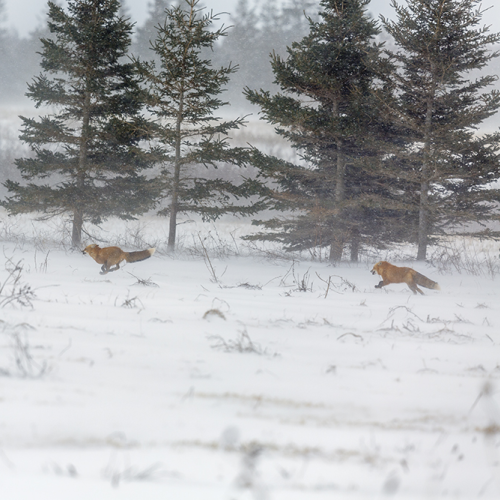 fox on the run 