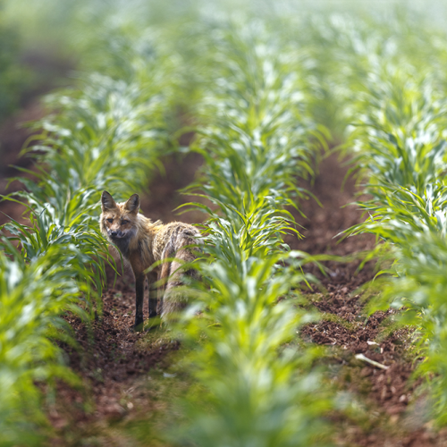 fox in farmers corn 