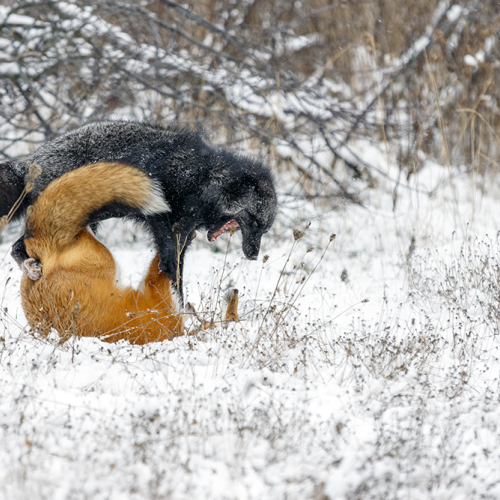 fox fight 