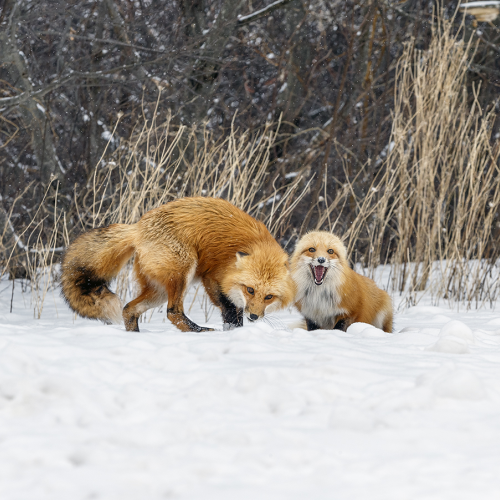 fox fight 
