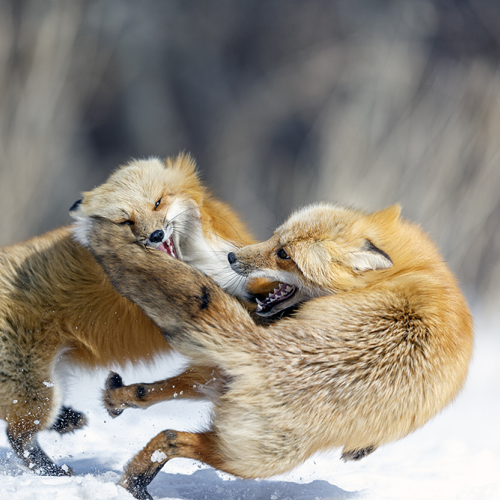 fox fight 