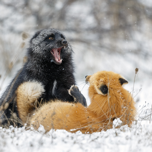 fox fight 
