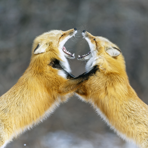 fox fight who has the bigger mouth ?? 