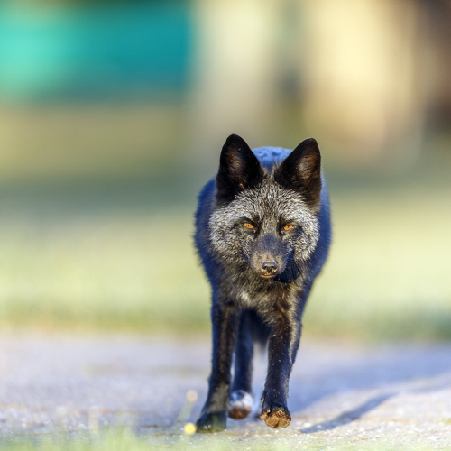 silver fox walking 