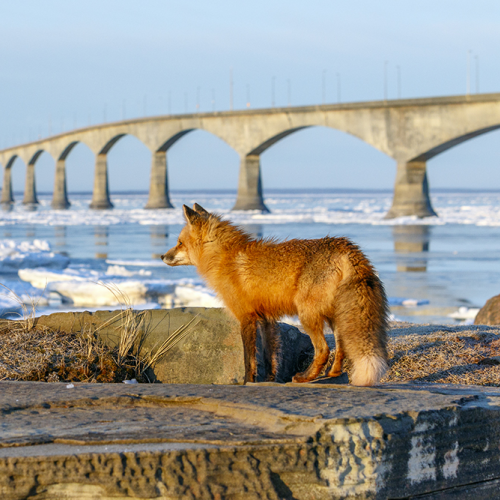 red fox in front of confederation bridge 