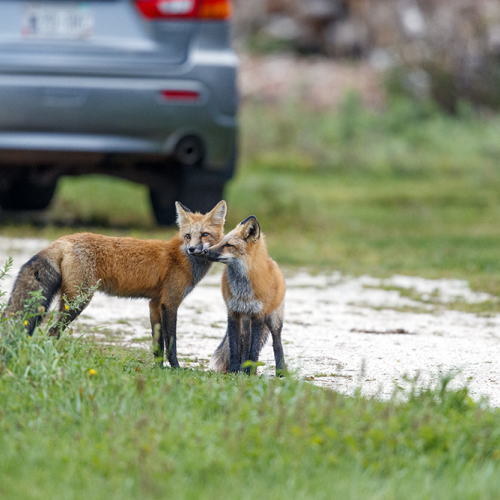 red foxes  in front of car early in the morning 