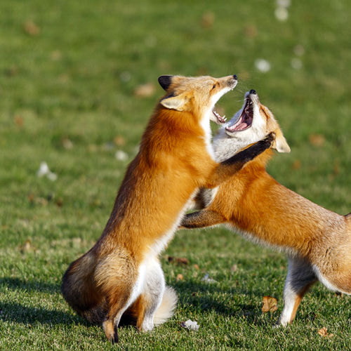 red foxes  in front of yard  early in the morning 