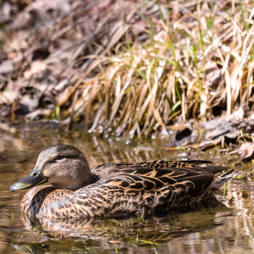 Female Mallard Duck