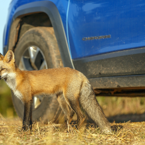 pretty young fox by car 
