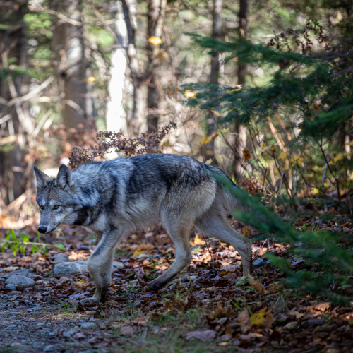Curious Wolf