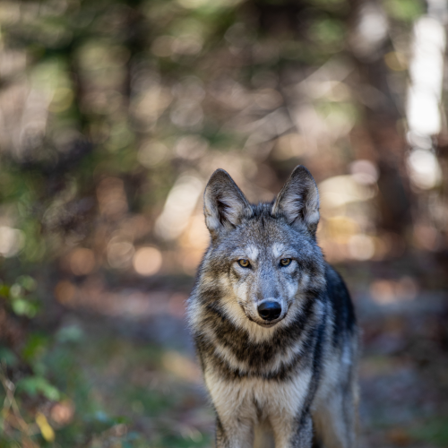 Curious Wolf