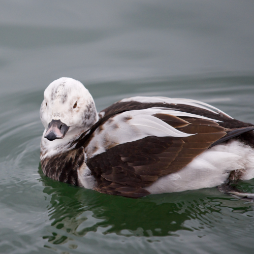 Long-tailed Duck