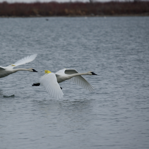 Trumpeter Swans