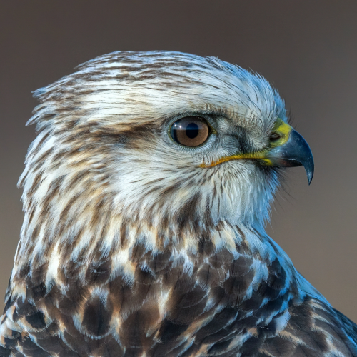 rough-legged hawk