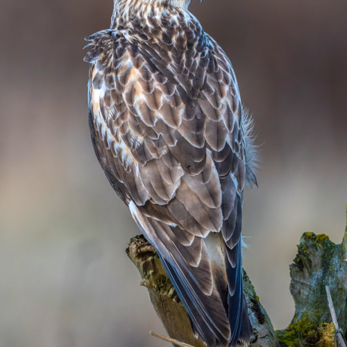 rough-legged hawk