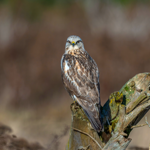 rough-legged hawk