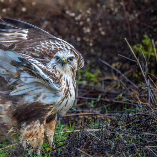 rough-legged hawk