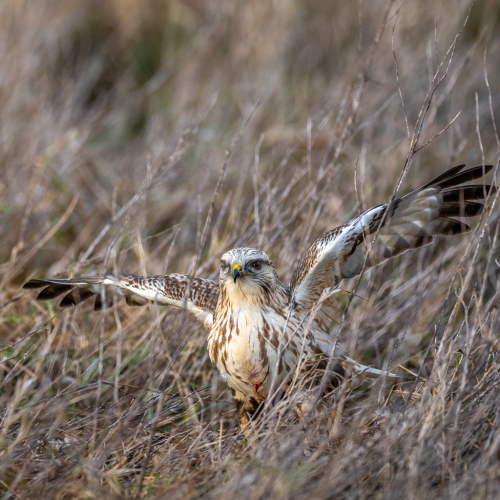 rough-legged hawk