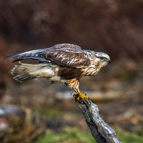 rough-legged hawk