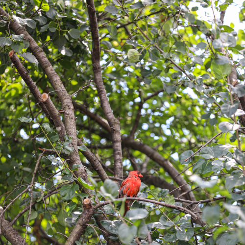 Cardinal