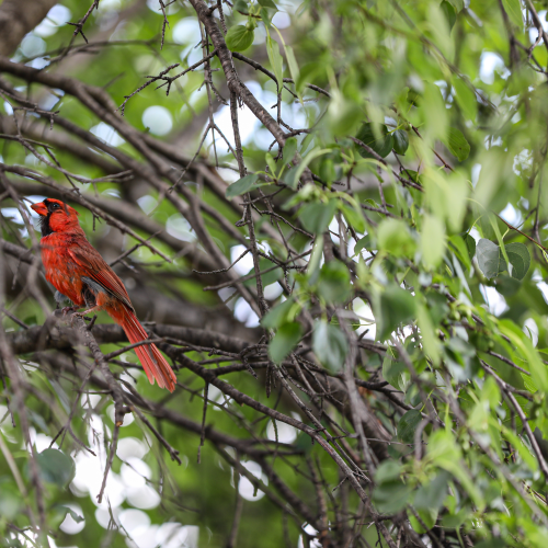 Cardinal