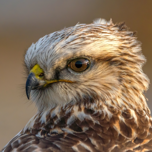 rough-legged hawk