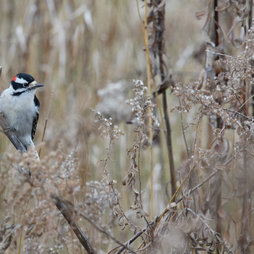 Downy Woodpecker