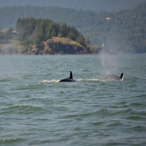 Orcas Hunting