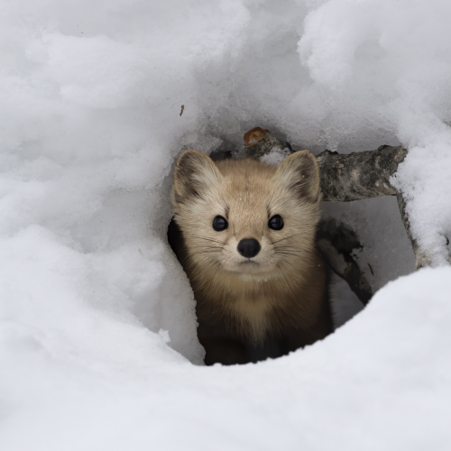 Is it Safe to Come Out?