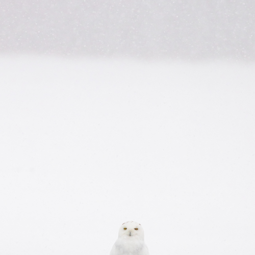 Wall of white