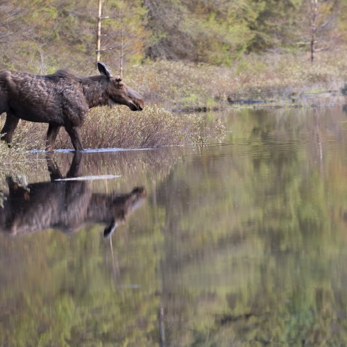 Young Bull Reflection