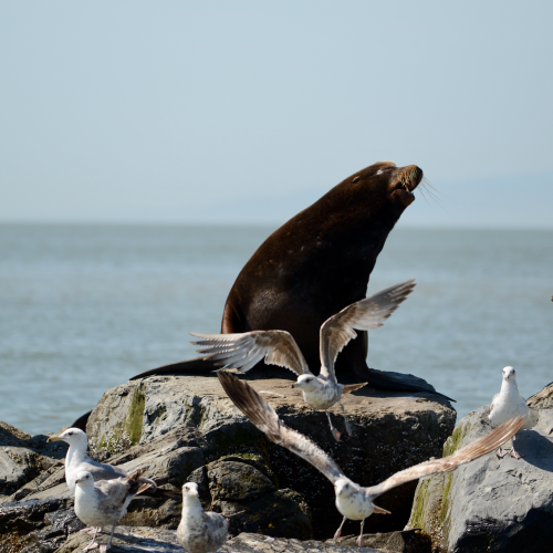 Sea lion and gulls