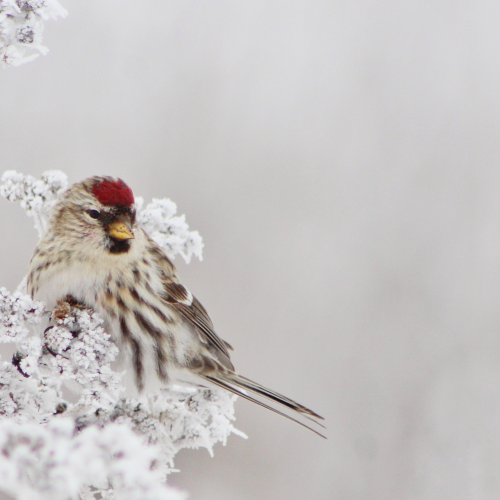 Common redpoll in the frost