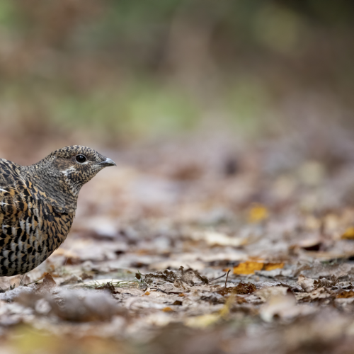 Autumn Floor