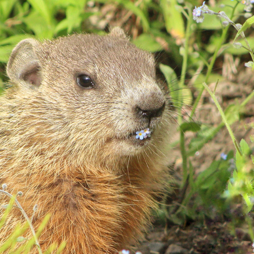 Baby groundhog eating forget-me-nots