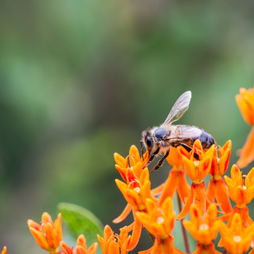 Busy Bee