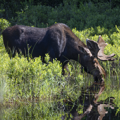 Summer Reflection